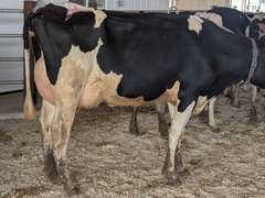 (15) Fresh 1st Lact Holstein Heifers | Fresh 5-29 to 6-25 | 3X Group Avg 43 DIM 94#m, 442gNM$ 502DW$, 4⭐Udders | AI Sired- Sires Avg 647 NM$ |⭐GOLD STAR, Genetic Focus Herd-Genomic Tested | Rotary Parlor, Sand Stalls, Headlocks,  Complete Herd Health & Vaccinations | Hickory Gables Dairy Hickory Corners, MI | Load by 8-1-25 (Rep Shaun Hyde 989-287-2660) | MICHIGAN BUYERS ONLY 210 563 589 598 817 918 959 989 1001 1009 1011 1032 1049 1058 1070