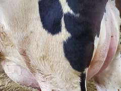 (25) Fresh 1st Lact Holstein Heifers | Fresh 5-12 to 7-2 | 3X Group Avg 43 DIM 85#m SCC-36K, 587 gNM$, 2646 gTPI, 4 & 5⭐Udders,  | AI Sired-Sires Avg 639 NM$ | Dams ACTUAL Avg 32988m 1466f 1120p 22531cfp | ⭐GOLD STAR Genetic Focus Herd, Tank Avg 94# on 2400 Cows | Extensive ET Program, From some of the greatest cow families in the breed with literally Hundreds of bulls in AI! | Rotary Parlor, Sand Freestalls, Headlocks, Complete Herd Health & Vaccinations, Registered | Oakfield Corners Dairy Oakfield, NY | Load by 8-1-25 (Rep Paul Warner 517-231-8427) | WILL TEST TO TRAVEL 7070 7130 21575 21799 21825 22052 22105 22281 22290 22312 22313 22336 22374 22407 22478 58507 58564 71175 71300 96542 96574 96596 96647 96689 96721