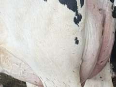 (13) Fresh 1st Lact Holstein Heifers | Fresh 5-13 to 6-22 | 3X Group Avg 54 DIM 94#m (103#ecm) 4.4%f 2.9%p SCC-39K, 238 pNM$, 250 pCM$, 4⭐Udders,  | AI Sired-Sires Avg 482 NM$ | Dams 305me Avg 32902m 1451f 981p 2433cfp | ⭐GOLD STAR Genetic Focus Herd, RHA 30936 4.3 1341 3.1 948, July Test 103# 4.5%f, Top 100 Herd-Central Star | Rotary Parlor, Sand Freestalls, Headlocks, Complete Herd Health & Vaccinations, Registered, Fairlife Certified | Yonkman Dairy McBain, MI | Sort @ Loading by 8-1-25 (Rep Chad Kreeger 517-294-3484 & Gabe Papoi 989-444-8275) | (OFI) WILL TEST TO TRAVEL 8914 8956 8980 8991 9003 9014 9015 9016 9023 9025 9034 9057 9104
