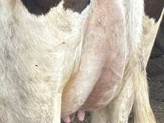 (9) Preg Holstein Heifers | Preg 7-8 Months to HB-Holstein | Medium Flesh, Est Weight 1300# | 7 AI Sired- Sires Avg 502 NM$ & are Polled | Sand Stalls, Vaccinated (Boostered 6-25 Cattlemaster Gold FP 5L5 & Oneshot) | Mike Laier Alger, MI | Load by 7-11-25 (Rep Gabe Papoi 989-444-8275) | 1163 1169 1170 1172 1175 1191 1194 1197 4080