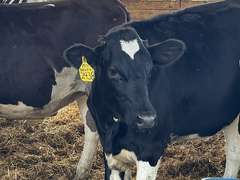 (13) Holstein & Holstein X Guernsey Open Heifers | Born August & September 2025 | Medium Flesh, Est Weight 550#-650# | SELL BY THE POUND (Based at 600#, $.10/cwt Slide-UP ONLY) | 6 AI Sired & 7 HB Guernsey Sired | Vaccinated, Headlock Trained, TMR | Jackson Dairy Caro, MI | Load by 7-11-25 (Rep Dave Bennett 989-286-7244) | 2428 2432 2433 2434 2435 2437 2438 2441 2444 2447 2449 2456 2468