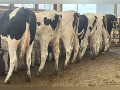 (10) Preg Holstein Heifers | Due 8-7 to 8-29, Avg 234 DCC | AI Bred Conv Holstein (Serv Sires Avg 732 NM$) | Medium Flesh, Est Weight 1250#-1350# | 3 AI Sired ID - Sires Avg 497 NM$ |⭐GOLD STAR Grower | Sand Stalls, Headlocks, Complete Vaccinations & Herd Health | Weber Dairy Pinconning, MI | Load by 7-11-25 (Rep Gabe Papoi 989-444-8275) | 2872 4939 4992 4994 15190 812649 812707 817705 817751 877770