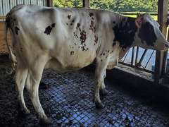 (12) Preg Holstein Heifers | Due 8-20 to 10-9, Avg 232 DCC | AI Bred Conv Holstein, 3 SXD (Serv Sires Avg 462NM$) | Medium+ Flesh, Est Weight 1350#-1450#, Group Avg 166 pNM$ | AI Sired -Sires Avg 517 NM$ | Dams 305me Avg 28911m 1447f 945p 2392cfp |⭐GOLD STAR Genetic Focus Herd - RHA 29323 4.7 1379 3.2 940 | Headlock Trained, Complete Herd Health & Vaccinations | Lots 20-1 & 20-2 were gate cut for trucking, buy them both & we will get a big truck | 1 Fancy Red & White #437 | Alfa Creek Farms Andover. OH| Load By 8-1-25 (Rep Paul Warner 517-231-8427) | SCION Heifer Calf Contract available for the current pregnancies, Call Chad Kreeger 517-294-3484 For Details 425 434 435 436 437 438 443 446 454 473 474 478