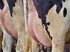 (25) Fresh 1st Lact Holstein Heifers | Fresh 5-12 to 7-2 | 3X Group Avg 43 DIM 85#m SCC-36K, 587 gNM$, 2646 gTPI, 4 & 5⭐Udders,  | AI Sired-Sires Avg 639 NM$ | Dams ACTUAL Avg 32988m 1466f 1120p 22531cfp | ⭐GOLD STAR Genetic Focus Herd, Tank Avg 94# on 2400 Cows | Extensive ET Program, From some of the greatest cow families in the breed with literally Hundreds of bulls in AI! | Rotary Parlor, Sand Freestalls, Headlocks, Complete Herd Health & Vaccinations, Registered | Oakfield Corners Dairy Oakfield, NY | Load by 8-1-25 (Rep Paul Warner 517-231-8427) | WILL TEST TO TRAVEL 7070 7130 21575 21799 21825 22052 22105 22281 22290 22312 22313 22336 22374 22407 22478 58507 58564 71175 71300 96542 96574 96596 96647 96689 96721