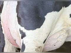 (13) Fresh 1st Lact Holstein Heifers | Fresh 5-13 to 6-22 | 3X Group Avg 54 DIM 94#m (103#ecm) 4.4%f 2.9%p SCC-39K, 238 pNM$, 250 pCM$, 4⭐Udders,  | AI Sired-Sires Avg 482 NM$ | Dams 305me Avg 32902m 1451f 981p 2433cfp | ⭐GOLD STAR Genetic Focus Herd, RHA 30936 4.3 1341 3.1 948, July Test 103# 4.5%f, Top 100 Herd-Central Star | Rotary Parlor, Sand Freestalls, Headlocks, Complete Herd Health & Vaccinations, Registered, Fairlife Certified | Yonkman Dairy McBain, MI | Sort @ Loading by 8-1-25 (Rep Chad Kreeger 517-294-3484 & Gabe Papoi 989-444-8275) | (OFI) WILL TEST TO TRAVEL 8914 8956 8980 8991 9003 9014 9015 9016 9023 9025 9034 9057 9104