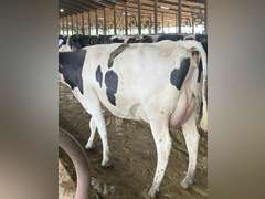 (13) Fresh 1st Lact Holstein Heifers | Fresh 5-13 to 6-22 | 3X Group Avg 54 DIM 94#m (103#ecm) 4.4%f 2.9%p SCC-39K, 238 pNM$, 250 pCM$, 4⭐Udders,  | AI Sired-Sires Avg 482 NM$ | Dams 305me Avg 32902m 1451f 981p 2433cfp | ⭐GOLD STAR Genetic Focus Herd, RHA 30936 4.3 1341 3.1 948, July Test 103# 4.5%f, Top 100 Herd-Central Star | Rotary Parlor, Sand Freestalls, Headlocks, Complete Herd Health & Vaccinations, Registered, Fairlife Certified | Yonkman Dairy McBain, MI | Sort @ Loading by 8-1-25 (Rep Chad Kreeger 517-294-3484 & Gabe Papoi 989-444-8275) | (OFI) WILL TEST TO TRAVEL 8914 8956 8980 8991 9003 9014 9015 9016 9023 9025 9034 9057 9104