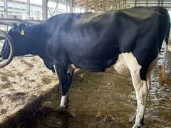 (13) Fresh 1st Lact Holstein Heifers | Fresh 5-13 to 6-22 | 3X Group Avg 54 DIM 94#m (103#ecm) 4.4%f 2.9%p SCC-39K, 238 pNM$, 250 pCM$, 4⭐Udders,  | AI Sired-Sires Avg 482 NM$ | Dams 305me Avg 32902m 1451f 981p 2433cfp | ⭐GOLD STAR Genetic Focus Herd, RHA 30936 4.3 1341 3.1 948, July Test 103# 4.5%f, Top 100 Herd-Central Star | Rotary Parlor, Sand Freestalls, Headlocks, Complete Herd Health & Vaccinations, Registered, Fairlife Certified | Yonkman Dairy McBain, MI | Sort @ Loading by 8-1-25 (Rep Chad Kreeger 517-294-3484 & Gabe Papoi 989-444-8275) | (OFI) WILL TEST TO TRAVEL 8914 8956 8980 8991 9003 9014 9015 9016 9023 9025 9034 9057 9104