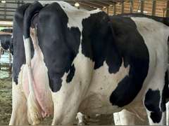 (13) Fresh 1st Lact Holstein Heifers | Fresh 5-13 to 6-22 | 3X Group Avg 54 DIM 94#m (103#ecm) 4.4%f 2.9%p SCC-39K, 238 pNM$, 250 pCM$, 4⭐Udders,  | AI Sired-Sires Avg 482 NM$ | Dams 305me Avg 32902m 1451f 981p 2433cfp | ⭐GOLD STAR Genetic Focus Herd, RHA 30936 4.3 1341 3.1 948, July Test 103# 4.5%f, Top 100 Herd-Central Star | Rotary Parlor, Sand Freestalls, Headlocks, Complete Herd Health & Vaccinations, Registered, Fairlife Certified | Yonkman Dairy McBain, MI | Sort @ Loading by 8-1-25 (Rep Chad Kreeger 517-294-3484 & Gabe Papoi 989-444-8275) | (OFI) WILL TEST TO TRAVEL 8914 8956 8980 8991 9003 9014 9015 9016 9023 9025 9034 9057 9104