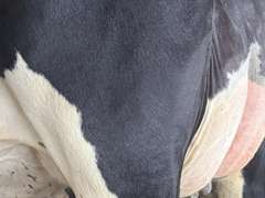 (13) Fresh 1st Lact Holstein Heifers | Fresh 5-13 to 6-22 | 3X Group Avg 54 DIM 94#m (103#ecm) 4.4%f 2.9%p SCC-39K, 238 pNM$, 250 pCM$, 4⭐Udders,  | AI Sired-Sires Avg 482 NM$ | Dams 305me Avg 32902m 1451f 981p 2433cfp | ⭐GOLD STAR Genetic Focus Herd, RHA 30936 4.3 1341 3.1 948, July Test 103# 4.5%f, Top 100 Herd-Central Star | Rotary Parlor, Sand Freestalls, Headlocks, Complete Herd Health & Vaccinations, Registered, Fairlife Certified | Yonkman Dairy McBain, MI | Sort @ Loading by 8-1-25 (Rep Chad Kreeger 517-294-3484 & Gabe Papoi 989-444-8275) | (OFI) WILL TEST TO TRAVEL 8914 8956 8980 8991 9003 9014 9015 9016 9023 9025 9034 9057 9104