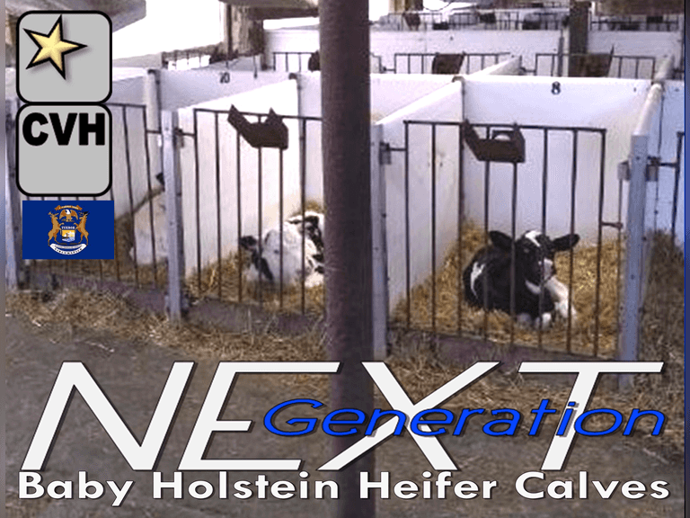 JUST ADDED  | (5) Holstein Heifers Calves | Born Starting 7-31 | ⭐GOLD STAR Genetic Focus Herd | Excellent Colostrum & Calf Care, Complete Vaccinations & Herd Health | Highland Babies Are Back-Enough Said ! | Highland Dairy Sebewaing, MI | Sort @ Loading by 8-8-25 LOAD TIME BY 10:30AM (Rep Chad Kreeger 517-294-3484) | SCION Weaned Calf Contract Available, Contact Chad with any questions