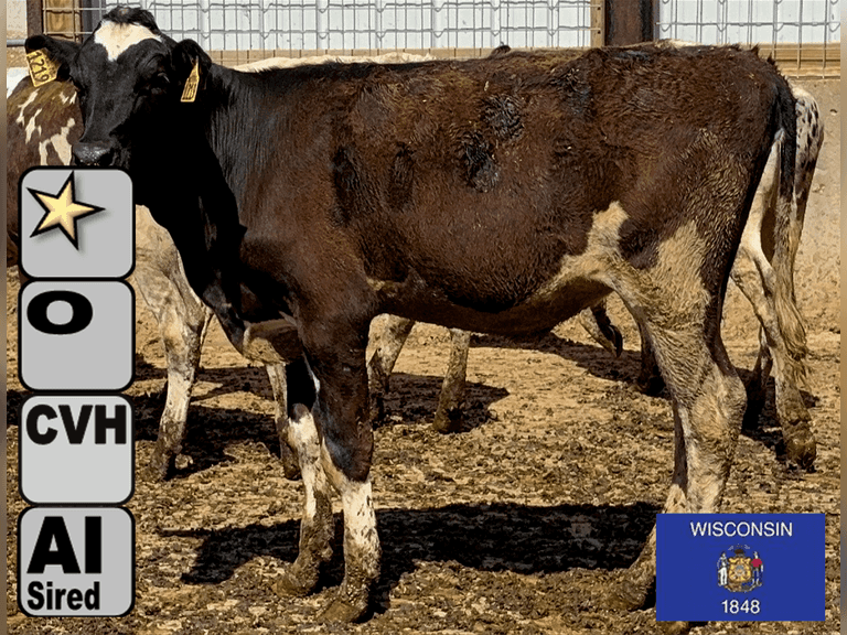(15) Open Holstein Heifers | Born 12-2-24 to 3-21-25 | Medium  Flesh, Est Weight 375#-575# | AI Sired- Sires Avg 723 NM$ |⭐GOLD STAR Herd, Tank Avg Mid 90#m 4.0%f 3.1%p | Freestall Housed, Headlocks, TMR, Complete Herd Health & Vaccinations, Bangs Vaccinated | Josh & Melissa Marx  Waunkee, WI | Load by 8-8-25 (Rep Jamie Perry 715-923-7806) | 1200 1203 1205 1208 1212 1215 1218 1219 1225 1230 1233 1237 1240 1246 1248