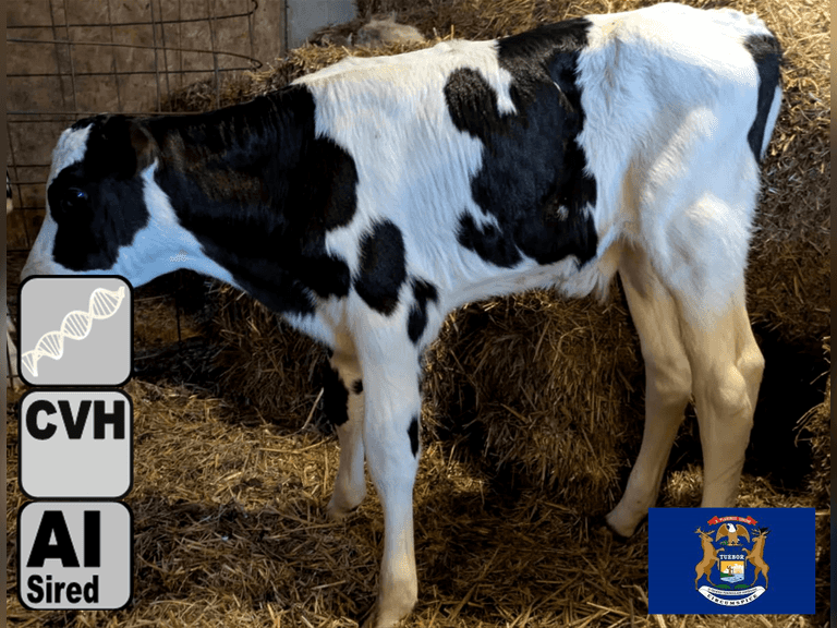(1) Holstein Bull Calf | Born 8-6-25 195 pNM$ | Parfect x Crystal EX-92 ...