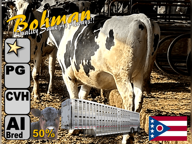 (38) Preg Holstein Heifers | Due 9-2 to 9-29, Avg 228 DCC | AI Bred (50% Holstein- Sires Avg 591 NM$, 50% Waygu) | Medium Flesh, Est Weight 1250#-1350# | ⭐GOLD STAR Grower | Freestall, Headlock Trained , Complete Vaccination & Herd Health, Hoof Trimmed | The Same Good Heifers As Always-extras for good sort! | Bohman Farms Maria Stein, OH | Sort @ Loading by 8-8-25  (Rep Gabe Papoi 989-444-8275) | File Footage 5132 5158 5213 5242 5303 5350 5352 5399 5412 5445 5448 5490 5498 5508 5558 5569 5570 5597 5605 5611 5614 5629 5643 5658 5677 5679 5683 5685 5690 5693 5696 5698 5703 5705 5710 5723 5728 5737 5744 5759 5779 5794 5979