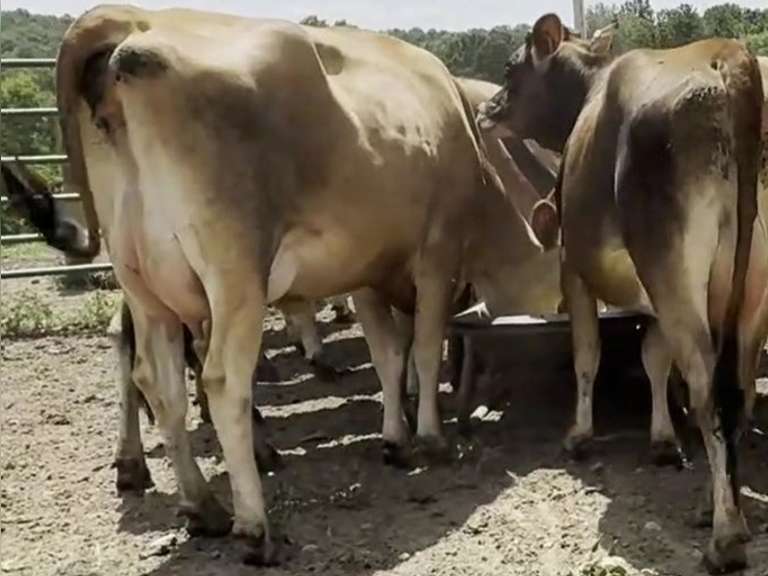 (20) Preg Jersey Heifers | Majority Preg 8+ Months, Group Preg 6-8+ Months | Bred to Reg Bull from KC Farms | Medium Flesh, Est Weight 1000#-1050# | Vaccinated, Pasture & Grain | "Milked for 20 years and sold out a year ago and is selling his heifers as they spring up, well grown and making super udders" | John Miller Greensburg, KY | Load by 8-8-25 (Rep Joe Sparrow 270-670-4178) |