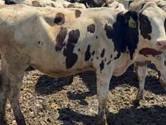 (15) Open Holstein Heifers | Born 12-2-24 to 3-21-25 | Medium  Flesh, Est Weight 375#-575# | AI Sired- Sires Avg 723 NM$ |⭐GOLD STAR Herd, Tank Avg Mid 90#m 4.0%f 3.1%p | Freestall Housed, Headlocks, TMR, Complete Herd Health & Vaccinations, Bangs Vaccinated | Josh & Melissa Marx  Waunkee, WI | Load by 8-8-25 (Rep Jamie Perry 715-923-7806) | 1200 1203 1205 1208 1212 1215 1218 1219 1225 1230 1233 1237 1240 1246 1248