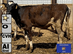 (15) Open Holstein Heifers | Born 12-2-24 to 3-21-25 | Medium  Flesh, Est Weight 375#-575# | AI Sired- Sires Avg 723 NM$ |⭐GOLD STAR Herd, Tank Avg Mid 90#m 4.0%f 3.1%p | Freestall Housed, Headlocks, TMR, Complete Herd Health & Vaccinations, Bangs Vaccinated | Josh & Melissa Marx  Waunkee, WI | Load by 8-8-25 (Rep Jamie Perry 715-923-7806) | 1200 1203 1205 1208 1212 1215 1218 1219 1225 1230 1233 1237 1240 1246 1248