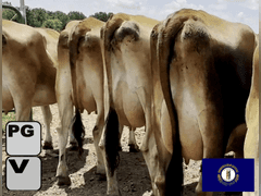 (20) Preg Jersey Heifers | Majority Preg 8+ Months, Group Preg 6-8+ Months | Bred to Reg Bull from KC Farms | Medium Flesh, Est Weight 1000#-1050# | Vaccinated, Pasture & Grain | "Milked for 20 years and sold out a year ago and is selling his heifers as they spring up, well grown and making super udders" | John Miller Greensburg, KY | Load by 8-8-25 (Rep Joe Sparrow 270-670-4178) |