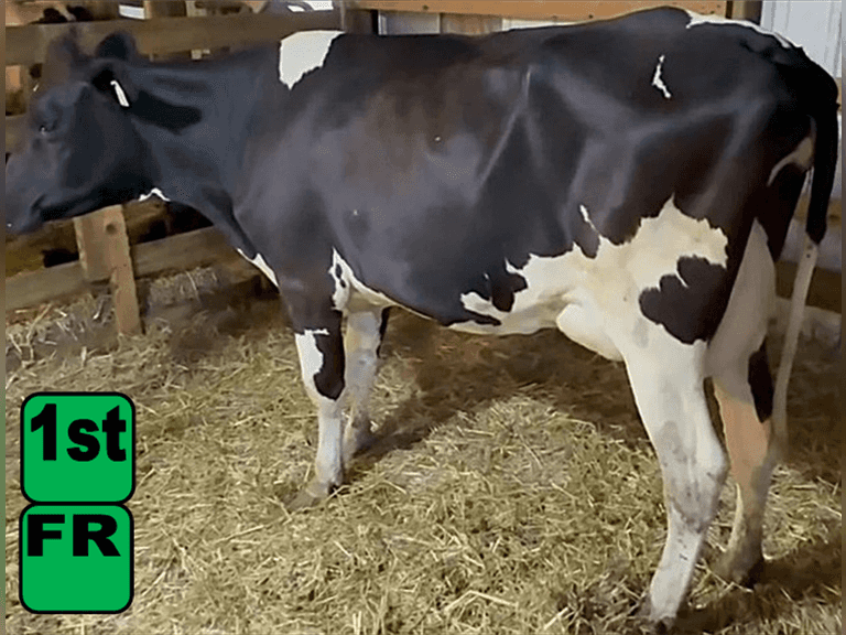 Fresh 7-14-25   Mkg  54#  3.19%f  2.77%p   89scc(k)   Lact 1    Exposed    BrthDate 6-1-23 | 3 4 4 2 2 11 |