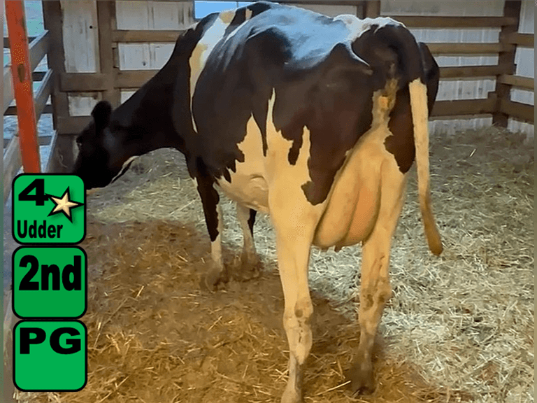 Fresh 12-22-24   Mkg  52#  3.99%f  2.83%p   11scc(k)   Lact 2    Due Late December    BrthDate 12-18-21 | 4 4 4 3 2 13 |