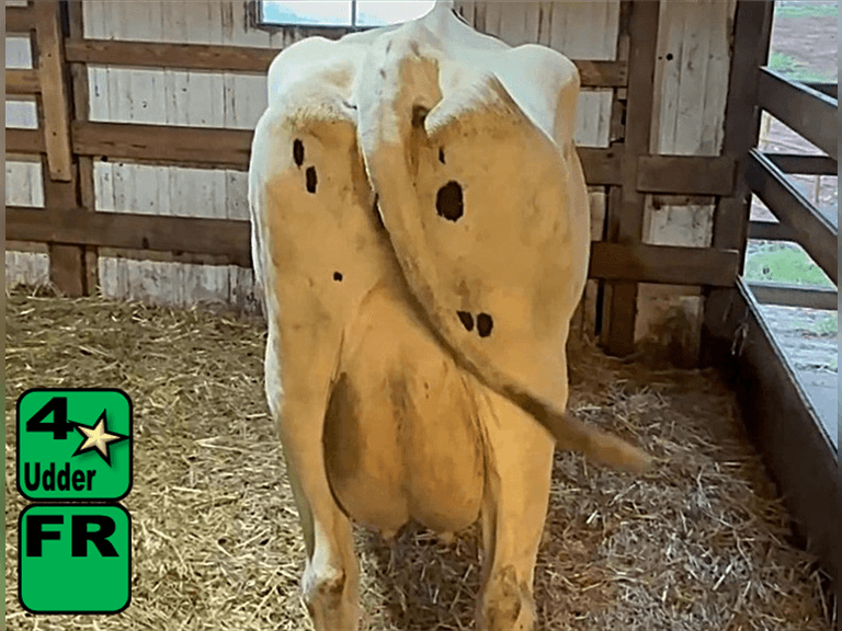 Fresh 7-27-25   Mkg  82#  3.4%f  2.85%p   35scc(k)   Lact 4    Exposed    BrthDate 9-7-20 | 4 4 4 3 2 14 |