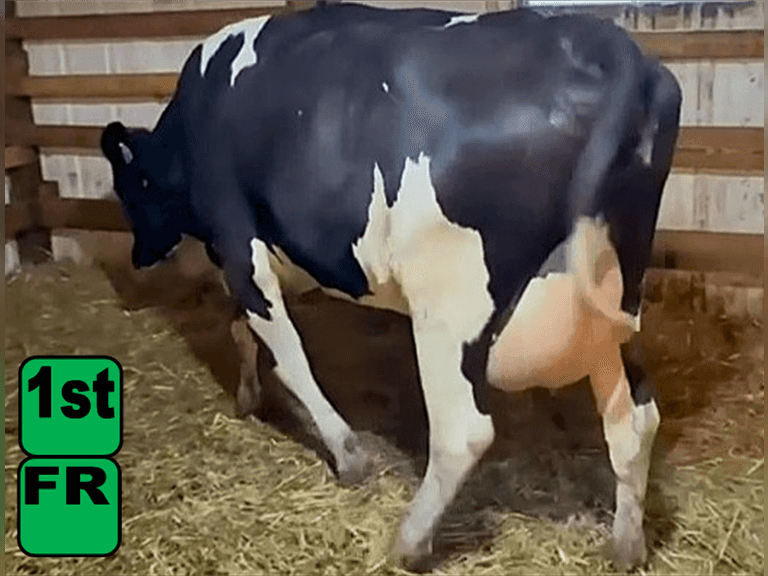 Fresh 8-2-25   Mkg  52#  4.69%f  3.14%p   59scc(k)   Lact 1    Exposed    BrthDate 5-16-23 | 3 4 4 2 3 11 |