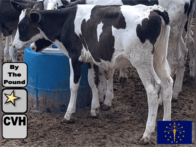 (20) Holstein Open Heifers | Medium Flesh, Est Weight 225-250# | SELL BY THE POUND, STANDARD CALF SLIDE (Based at 225#, $.50/CWT Slide Both Ways) | ⭐GOLD STAR Grower, Complete Herd Health & Vaccintions, Hay & Grain Diet | Sourced from 2 Dairies | EBJ @ Ben Girod Canaan, IN | Sort At Loading By 10-10-25 (Rep Gabe Papoi 989-444-8275) | (OFI, FPV