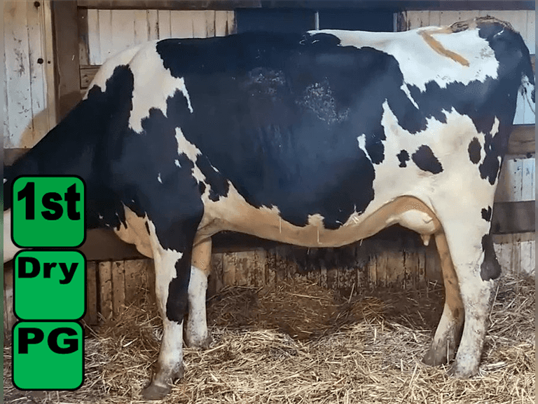 Dry    Dry            Lact 1    Preg 7 Months    BrthDate 12-20-22 | 3 4 4 3 2 12 | Dry