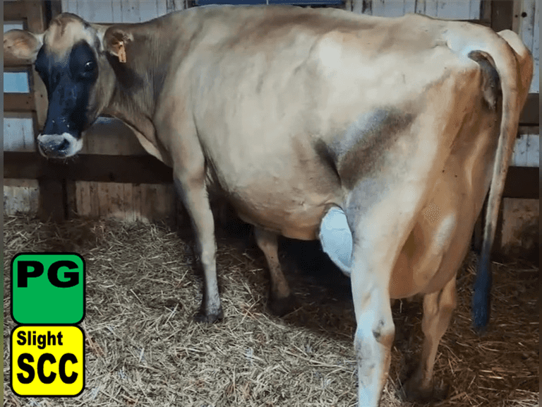 Fresh 12-25-24   Mkg  48#  3.69%f  3.15%p   425scc(k)   Lact 6    Due in December    BrthDate 1-16-18 | 3 4 4 2 2 10 | JerseyX