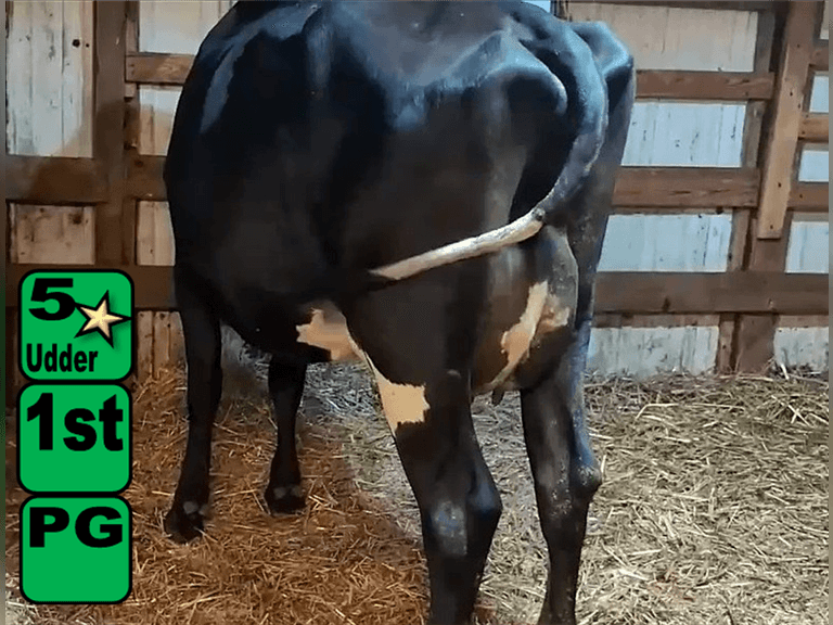 Fresh 2-17-25   Mkg  60#  3.85%f  2.87%p   76scc(k)   Lact 1    Due Mid January    BrthDate 2-23-23 | 5 4 4 3 2 12 | JerseyX