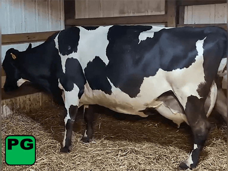 Fresh 8-18-24   Mkg  38#  3.98%f  3.27%p   34scc(k)   Lact 6    Preg 6 Months    BrthDate 2-10-18 | 3 4 4 2 2 11 | JerseyX