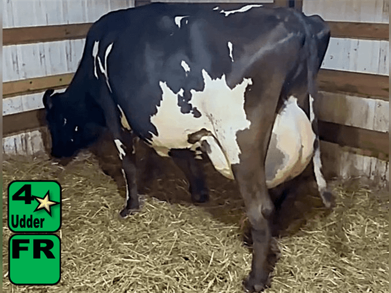 Fresh 6-6-25   Mkg  88#  3.07%f  2.51%p   72scc(k)   Lact 4    Exposed    BrthDate 9-4-20 | 4 4 4 3 2 13 | JerseyX