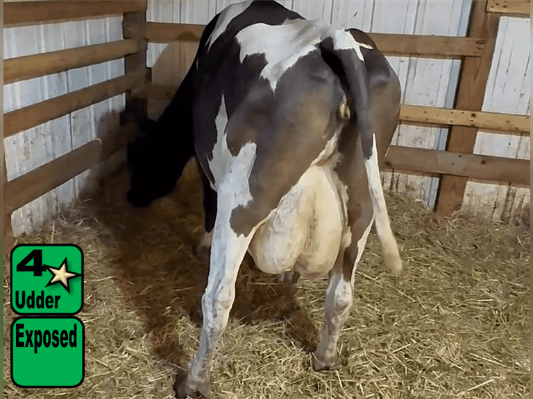 Fresh 3-4-25   Mkg  72#  3.56%f  2.95%p   152scc(k)   Lact 5    Exposed    BrthDate 2-8-19 | 4 4 4 3 2 13 |