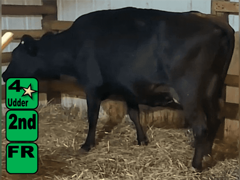 UPDATE: Fresh 8-31   |   Lact 2    BrthDate 11-29-22 | 4 4 4 2 2 13 | JerseyX