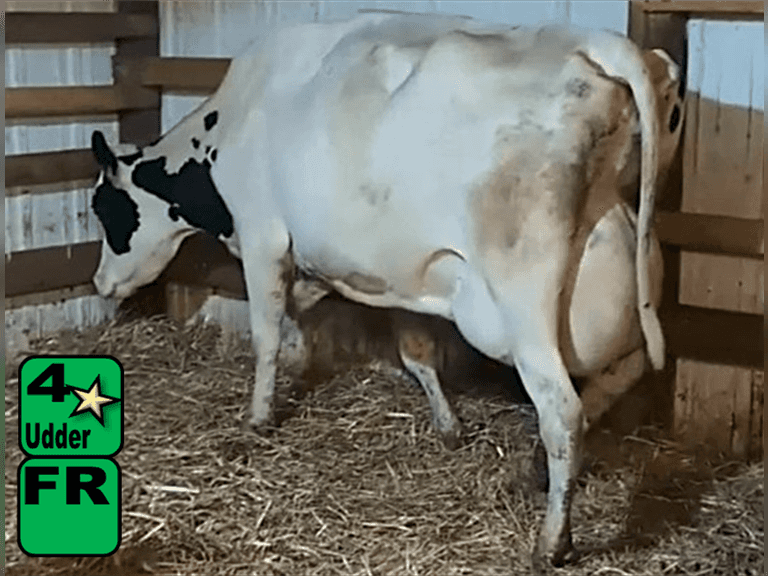 Fresh 7-24-25   Mkg  76#  3.4%f  2.93%p   112scc(k)   Lact 4    Exposed    BrthDate 6-4-20 | 4 4 4 3 2 12 |