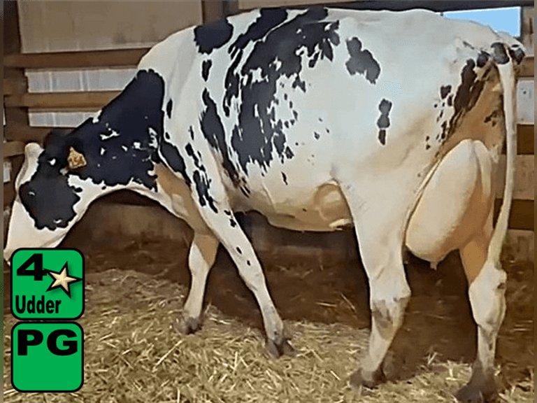 Fresh 4-5-25   Mkg  72#  3.5%f  2.58%p   16scc(k)   Lact 4    Preg 70 Days    BrthDate 6-19-20 | 4 4 4 4 2 14 |