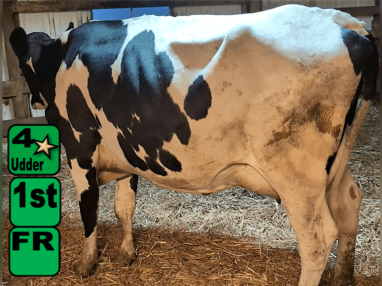 Fresh 6-20-25   Mkg  56#  3.72%f  2.62%p   26scc(k)   Lact 1    Exposed    BrthDate 6-2-23 | 4 4 3 3 2 12 |