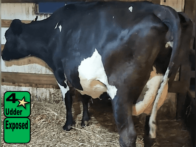 UPDATE: DUE 11-20 | Fresh 1-12-25   Mkg  52#  5.26%f  3.4%p   13scc(k)   Lact 4    BrthDate 2-25-20 | 4 4 4 3 2 12 | JerseyX