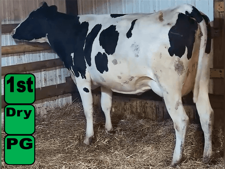 UPDATE Fresh 8-18   |    Lact 2    Due in October    BrthDate 11-20-22 | 3 4 4 3 2 12 |