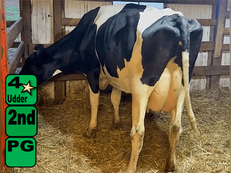 Fresh 1-19-25   Mkg  56#  3.3%f  2.78%p   19scc(k)   Lact 2    Preg 3 Months    BrthDate 12-10-21 | 4 4 4 3 2 12 |