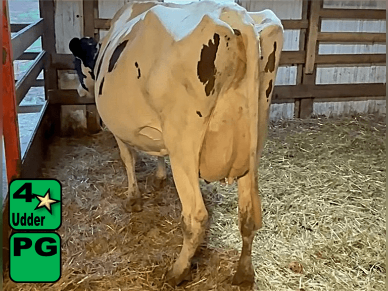 Fresh 2-19-25   Mkg  72#  3.92%f  2.94%p   11scc(k)   Lact 4    Due Late January    BrthDate 4-30-20 | 4 4 4 2 2 13 |