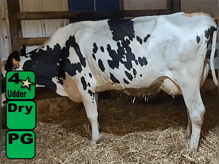 Dry    Dry            Lact 3    Due in September    BrthDate 1-5-21 | 4 4 4 3 2 13 |