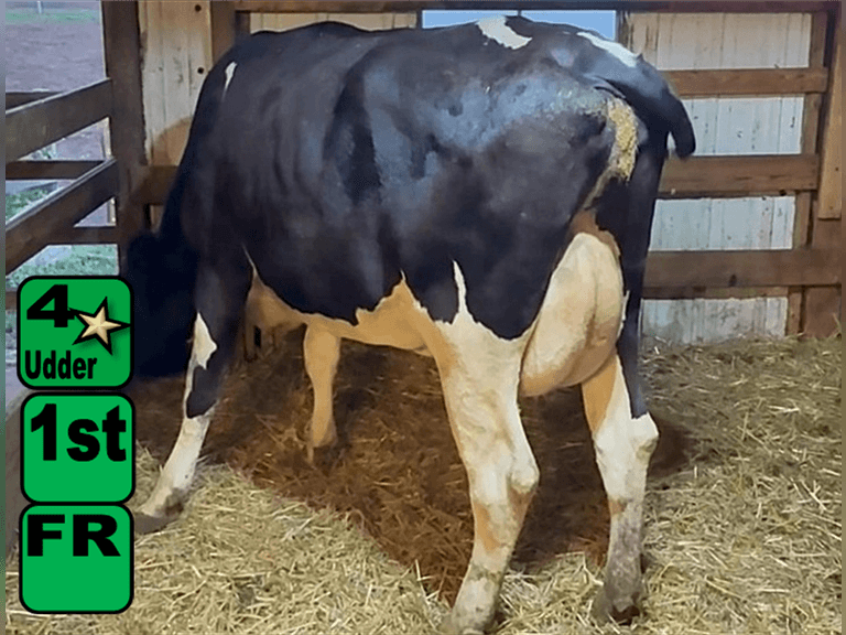 Fresh 7-30-25   Mkg  44#  4.29%f  3.24%p   36scc(k)   Lact 1    Exposed    BrthDate 6-22-23 | 4 4 4 2 2 11 |