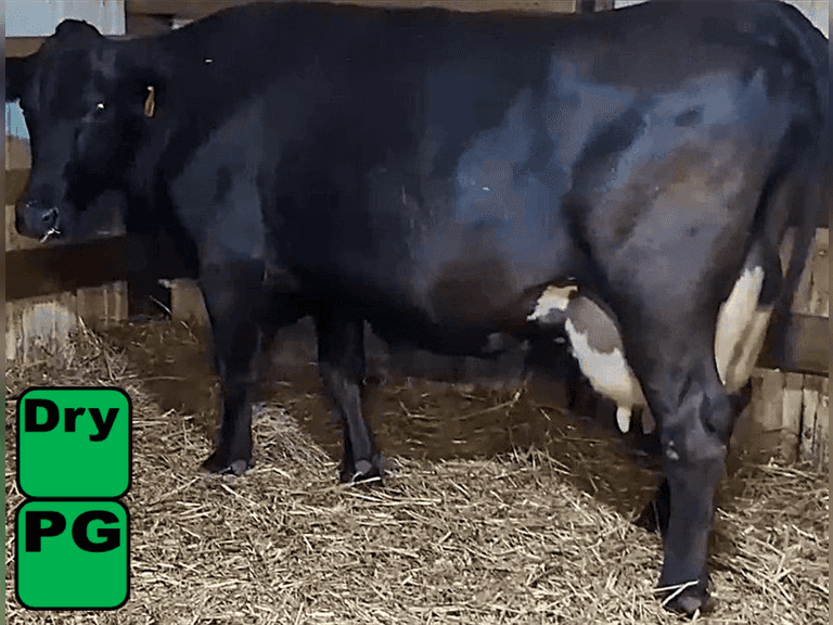 Dry                Lact 5    Preg 7-8 Months    BrthDate 8-20-19 | 3 3 3 2 3 13 | JerseyX