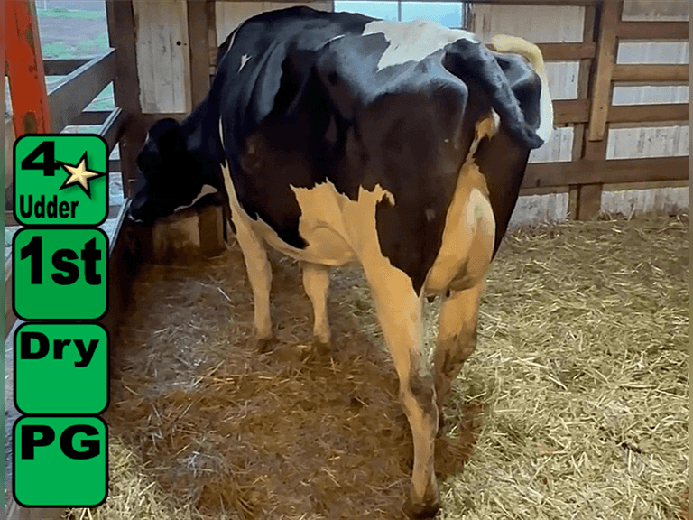 Dry                Lact 1    Preg 7 Months    BrthDate 7-7-22 | 4 4 4 2 2 11 |