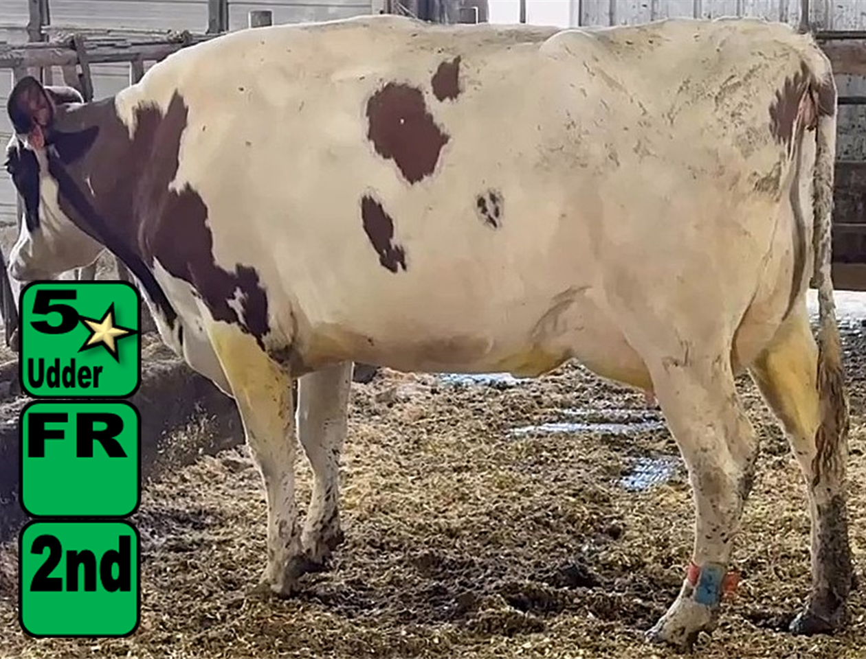 K&K Dairy Milking Herd Dispersal - Kreeger & Associates