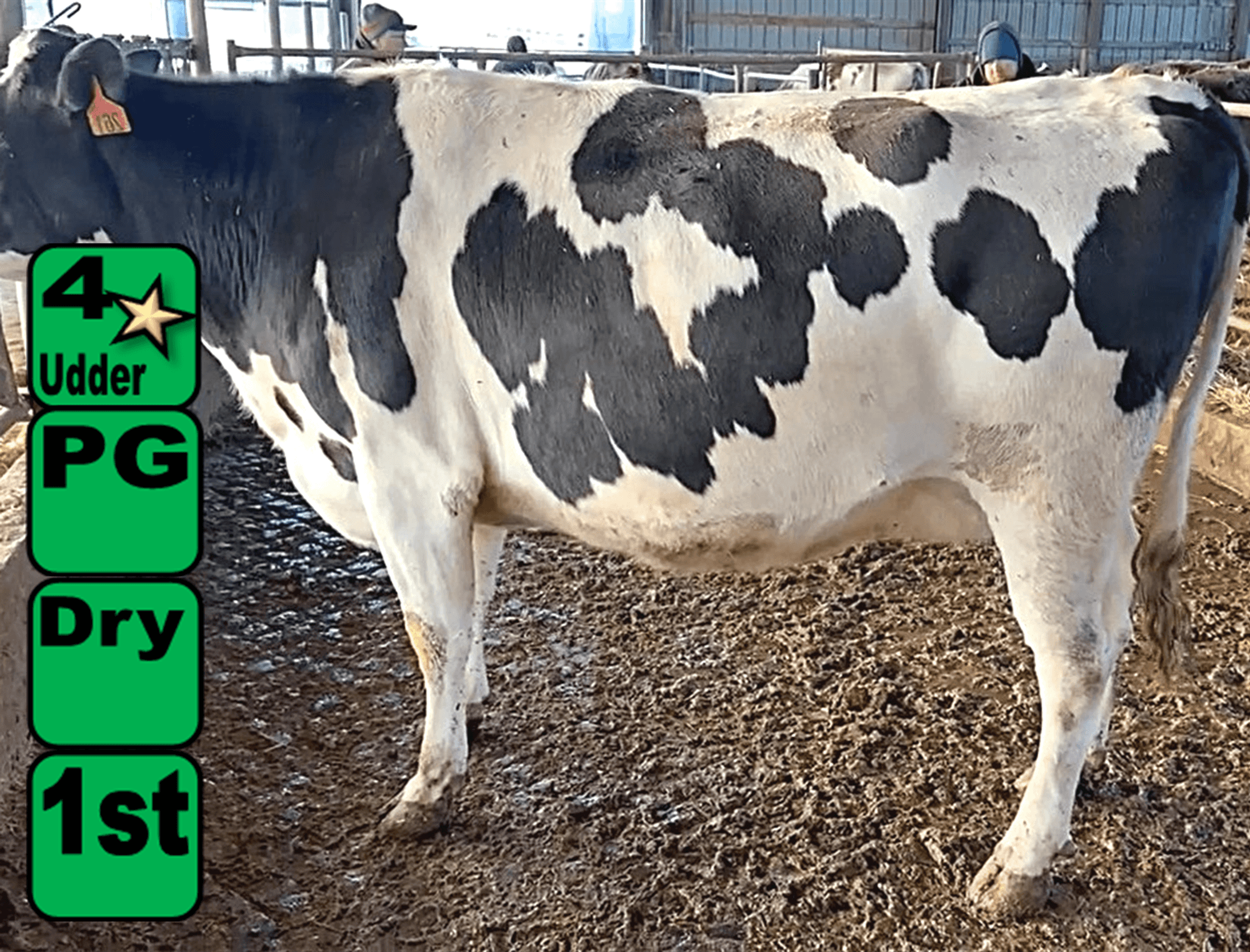 K&K Dairy Milking Herd Dispersal - Kreeger & Associates