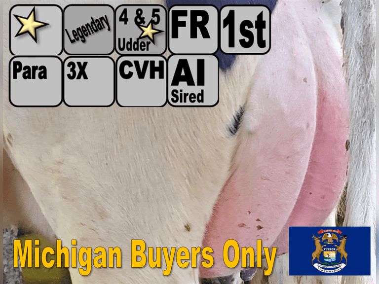 (15) Fresh 1st Lact Holstein Heifers | Fresh 10-27 to 12-24 | 3X Group Avg 38 DIM *80#m (87#ecm) 4.2%f 2.9%p 26(k)scc,  ALL 4 & 5 ⭐Udders, 350 pCM$, 308 pNM$ | AI Sires Avg 609 NM$ | Dams 305me Avg 32491m 1525f 1036p 2561 CFP | Legendary ⭐GOLD STAR Herd, RHA 3X 32863m 4.5%f 1469f 3.2%p 1037p, Last Test 99#m 4.3%f 3.3%p SCC-89K | Parallel Parlor, Sand Stalls, Headlocks, Complete Herd Health & Vaccinations, AI Sired | Lots 3A & 3B are split by tag number & are hooked together for bidding, therefore will remain open until bidding is complete on both lots  | Chapin Family Farms Remus, MI | Load by 1-16-26 (Rep Paul Warner 517-231-8427) | MICHIGAN BUYERS ONLY 9322 9327 9328 9330 9333 9340 9349 9354 9357 9363 9364 9369 9373 9381 9390