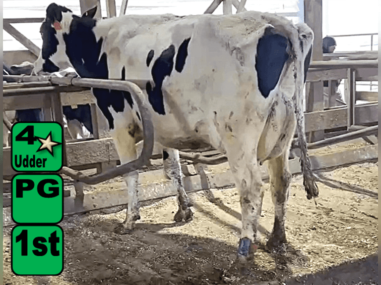 その他 K&K K&K Dairy Milking Herd Dispersal - Kreeger & Associates