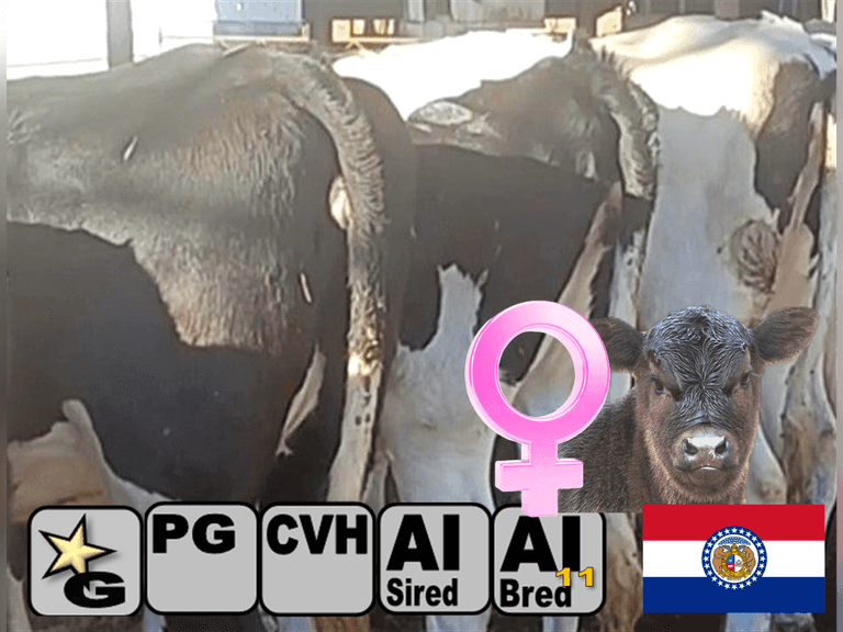 (14) Preg Holstein Heifers | Due 2-12 to 6-6, Avg 206 DCC | 7 AI Bred SEXED (Service Sires Avg 391 NM$), 7 Bred Angu$ (3 AI Bred) | Medium Flesh, Est Weight Range 1100#-1350# | Group Avg 2691 pTPI, AI Sired (Sires Avg 247 NM$), Dams 305me Avg 27780m 936f 722p 1658cfp | Freestalls, Headlocks, Vaccinated, Registered | ⭐GOLD STAR Herd, RHA 25720m 4.0%f 1025f 3.2%p 812p, Last test before the cows were sold was 87# 4.2%f 3.2%p | Brandt Dairy Linn, MO | Load by 1-16-26 (Rep Chad Kreeger 517-294-3484) | (OFI)  2317 2325 2328 2332 2348 2350 2352 2355 2358 2360 2362 2367 2369 2375