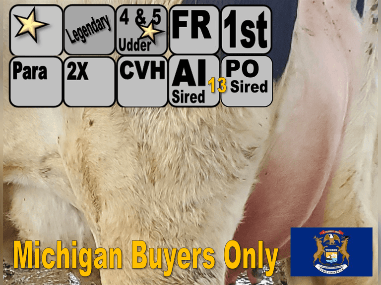 (15) Fresh 1st Lact Holstein Heifers | Fresh 11-12 to 12-29 | 2X Group Avg 31 DIM, *80# Milk, 4 & 5 ⭐Udders | 13 AI Sired Polled (Sires Avg 337 NM$) | Legendary ⭐GOLD STAR Herd | Parallel Parlor, Sand Freestalls, Headlocks, Complete Herd Health & Vaccinations | Paulie's PICK as always!! | Vlietsra Dairy Farm Kalamazoo, MI |  Load by 1-16-26 (Rep Paul Warner 517-231-8427) | MICHIGAN BUYERS ONLY 3158 3178 3182 4004 4006 4008 4010 4012 4014 4015 4019 4020 4025 4026 4027